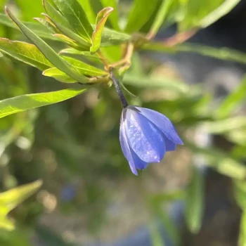 SOLLYA heterophylla