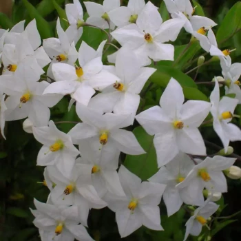 SOLANUM jasminoides Alba