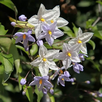 SOLANUM jasminoides
