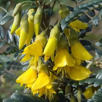 SOPHORA microphylla Sun King