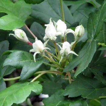 SORBUS torminalis