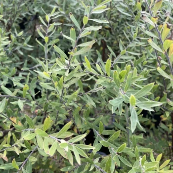 SPIRAEA x arguta