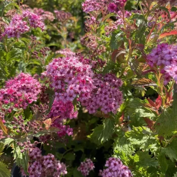 SPIRAEA bumalda Crispa