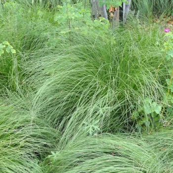 SPOROBOLUS heterolepis Délicatesse