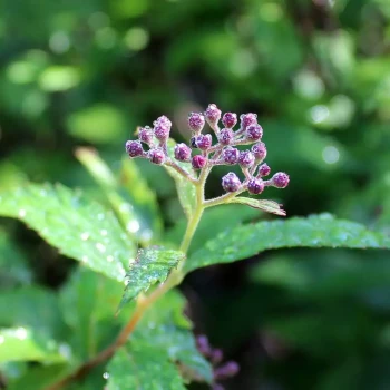 SPIRAEA japonica Dart's Red