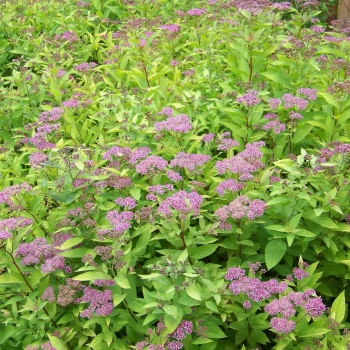 SPIRAEA japonica Gold Flame
