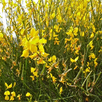 SPARTIUM junceum