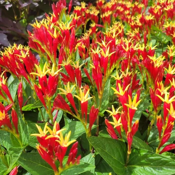 SPIGELIA marilandica Little Redhead