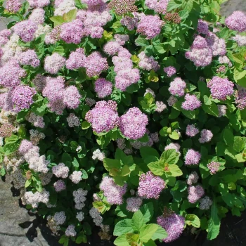 SPIRAEA thunbergii Fujino Pink