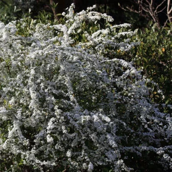 SPIRAEA thunbergii