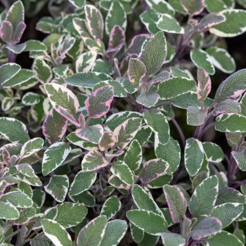 SPARAXIS x tricolor