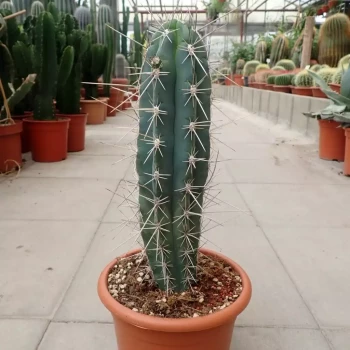 STETSONIA coryne