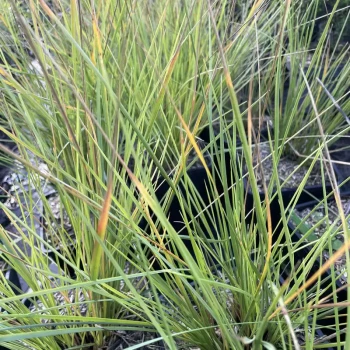 STIPA gigantea