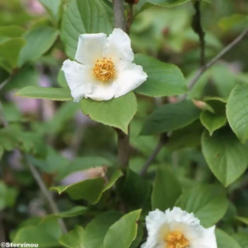 STEWARTIA pseudocamelliae