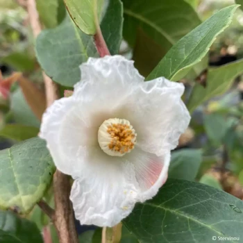STEWARTIA pteropetiolata