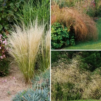 STIPA tenuissima Pony Tails
