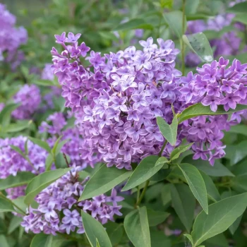 SYRINGA x Bloomerang Pink Perfume