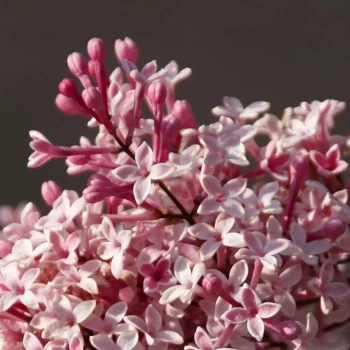 SYRINGA microphylla Superba