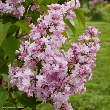 SYRINGA vulgaris Kolkhoznica