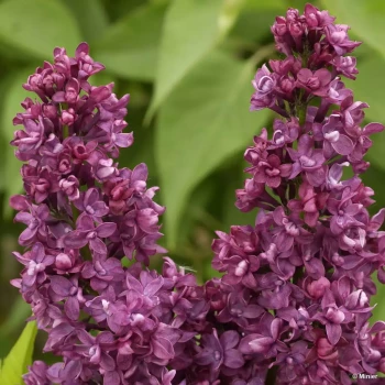 SYRINGA vulgaris Charles Joly