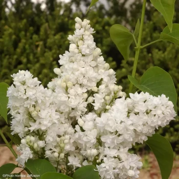 SYRINGA vulgaris Dentelle d’Anjou