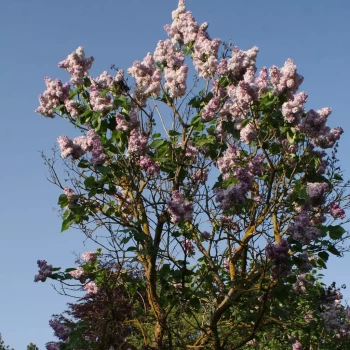 SYRINGA vulgaris Katherine Havemeyer