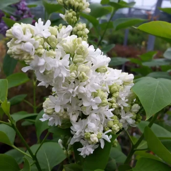 SYRINGA vulgaris Madame Lemoine