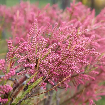 TAMARIX africana