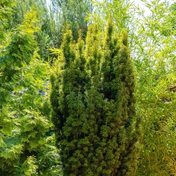 TAXUS baccata Fastigiata Aurea