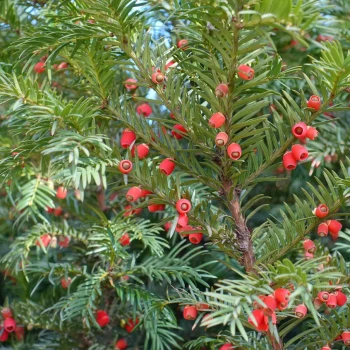 TAXUS baccata