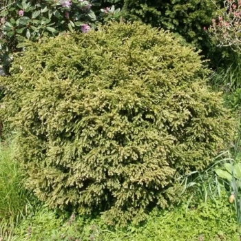 TAXUS baccata Amma