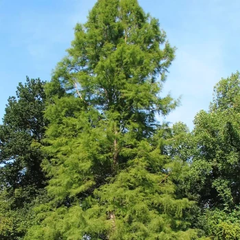 TAXODIUM distichum