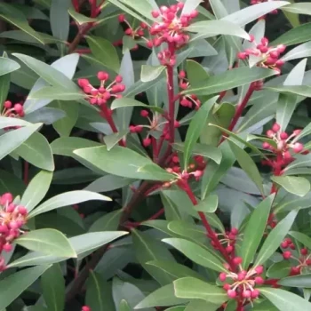 TASMANNIA lanceolata Red Spicy