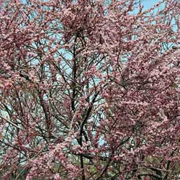 TAMARIX ramosissima Pink Cascade