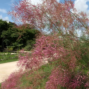 TAMARIX ramosissima Rosea