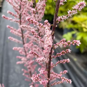 TAMARIX ramosissima Rubra
