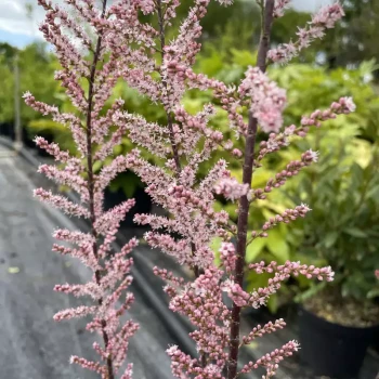 TAMARIX tetrandra Rubra
