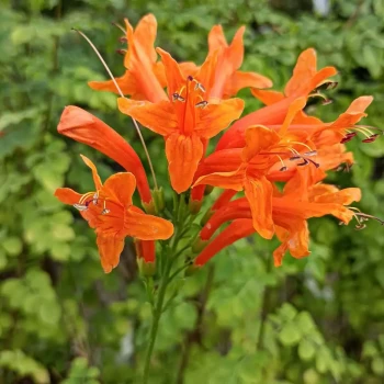 TECOMARIA capensis