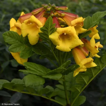 TECOMARIA capensis Tropical Twist