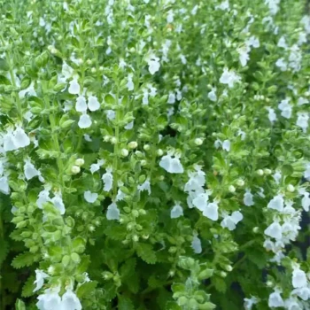 TEUCRIUM chamaedrys
