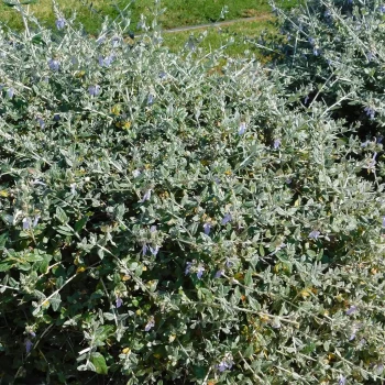 TEUCRIUM fructicans