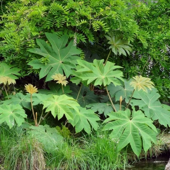 TETRAPANAX papyrifera