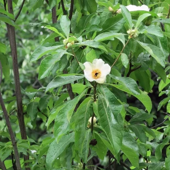 THUMBERGIA alata