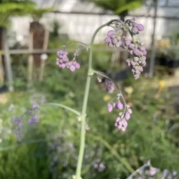 THALICTRUM delavayi