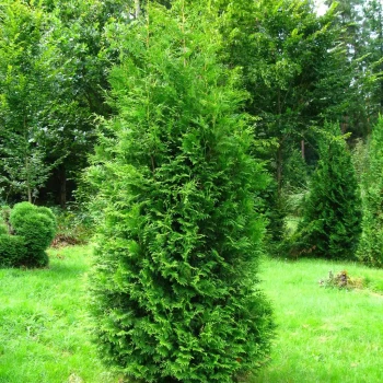 THUJA orientalis Aurea Nana