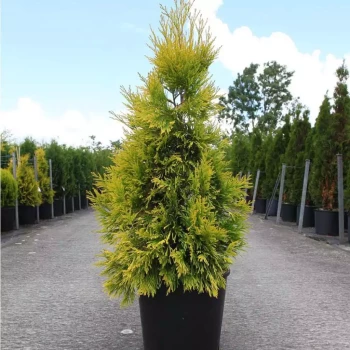 THUJA plicata Gelderland
