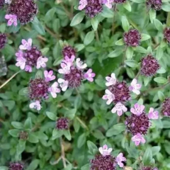 THYMUS serpylum