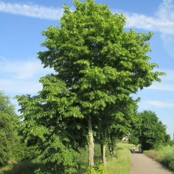 TILIA cordata