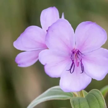TIBOUCHINA organensis Blue Moon