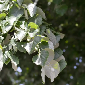 TILIA tomentosa
